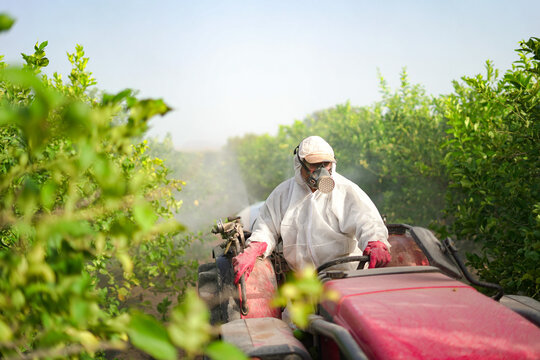 Anonymous farmer spraying pesticide on lemon trees while riding tractor