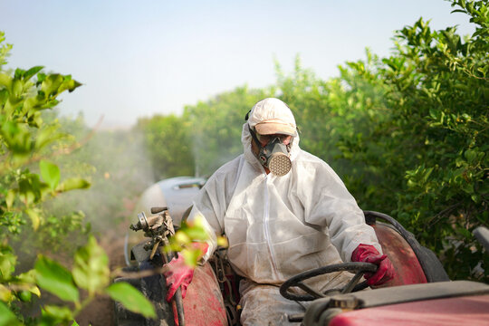 Anonymous farmer spraying pesticide on lemon trees while riding tractor