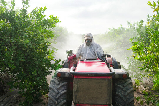 Anonymous farmer spraying pesticide on lemon trees while riding tractor