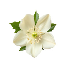 White flower of Helleborus Niger