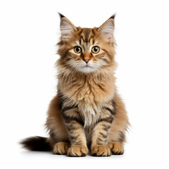 Isolated Kurilian Bobtail Cat with Visibly Sad Expression on White Background