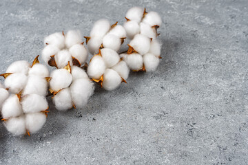 Dry cotton branch with fluffy flowers on light gray concrete textured background. Top view, flat lay, banner, header, copy space. Floral concept, greeting card.