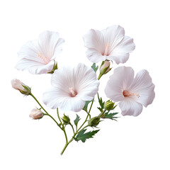 White lavatera flowers against a transparent background