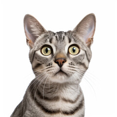 Confused Egyptian Mau Cat with Tilted Head on White Background