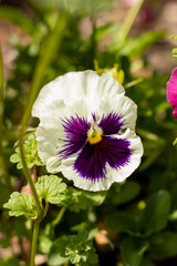 white and purple flowers