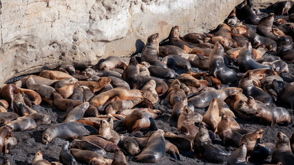 Lobos marinos en Puerto Madryn, Argentina