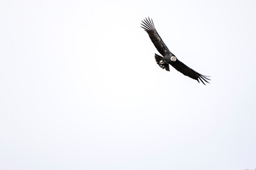 Fototapeta na wymiar A condor flying with open wings against a white sky.