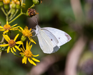Cabbage white butterfly  feeding on 
Ragwort