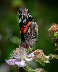 Front View Red Admiral feeding on flower
