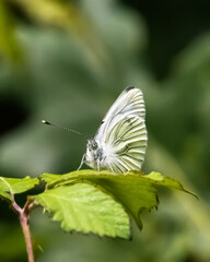 Green-veined White butterfly with diffused green background