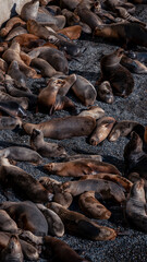 Lobos marinos en Puerto Madryn, Argentina