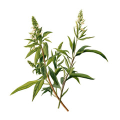 medicinal plant