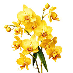 Orchids in yellow