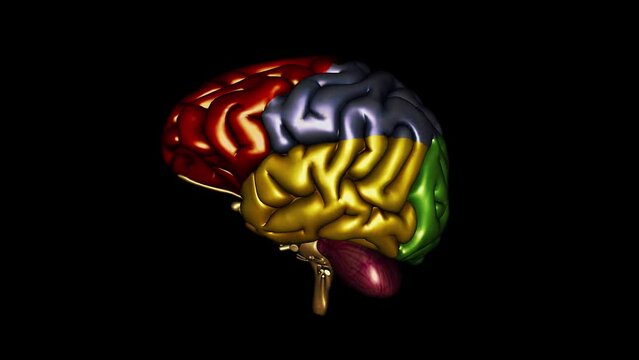 Human Brain - Scientific Zones - Spinning Loop - Realistic 3D Animation on Black Screen