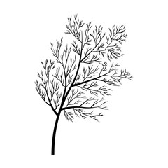 Dill on a white background in hand drawn style. Vector stock illustration. isolated. Plant in a box. Spices.