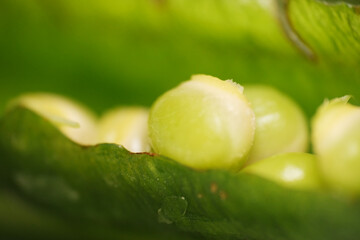 Four Angled Bean or Winged Beans are one of the famous ulam of Malaysia