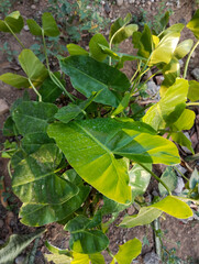 Beautiful Young Leaves In The Morning