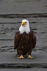 american bald eagle