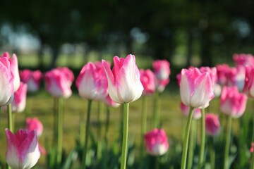 Fototapeta premium Beautiful pink tulip flowers growing in field on sunny day, closeup