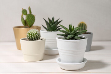 Many different succulent plants in pots on white wooden table