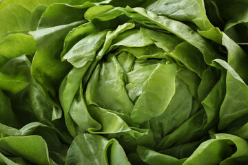 Fototapeta na wymiar Fresh green butter lettuce head as background, closeup