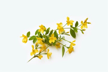 Twig of blossoming, yellow jasmine, isolated on white background.