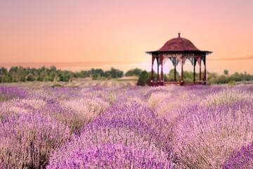 Beautiful gazebo among blooming lavender meadow at sunset