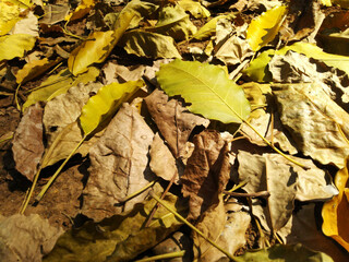 Pile of fallen leaves in forest in dry season