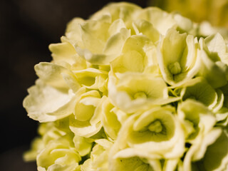 Close up of a flower