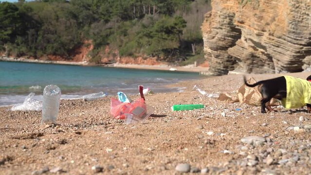 Unattended dog dachshund volunteer walk along deserted dirty beach sniffing garbage, plastic bottles, paper bag scattered on sand Problem of ecology of marine pollution, consequences of storm, tourist