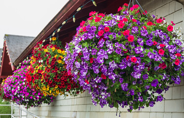 Flowers in hanging basket around the house. Hanging Flower Pots hanging on a wooden wall.