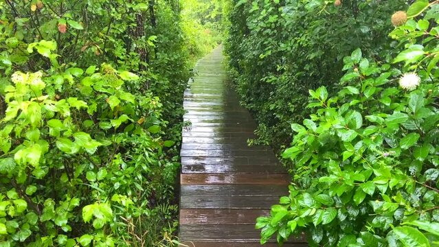 Wooden path in the Forest in Summer Rain, New England, USA