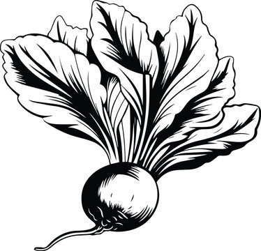 Beetroot Logo Monochrome Design Style