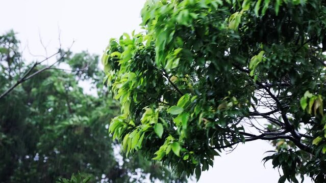 強風で揺れる大木の木