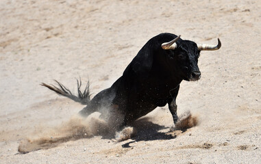 un toro español con grandes cuernos en una plaza de toros en españa
