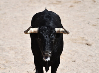 un toro español con grandes cuernos en una plaza de toros en españa