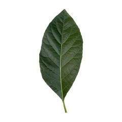 Obraz premium green leaf isolated, cut out
