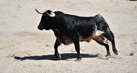 un toro español con grandes cuernos en una plaza de toros en españa
