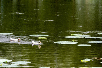lotus and white duck - the scenery of Nanhu Park in Changchun, China in summer