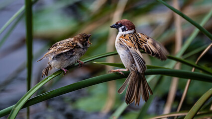feeding sparrows - the scenery of Nanhu Park in Changchun, China in summer