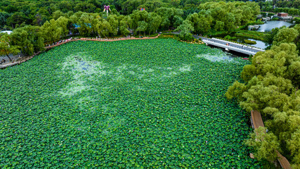 The scenery of Nanhu Park in Changchun, China, where lotus blooms in summer