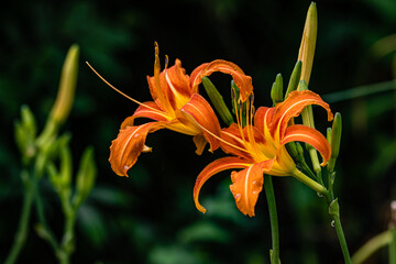 lilies blooming in summer - the scenery of Nanhu Park in Changchun, China in summer