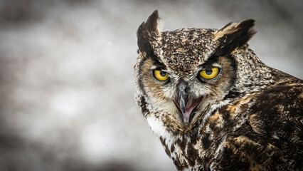 Great horned owl looking at the camera