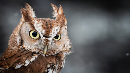 Eastern screech owl