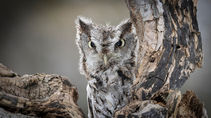 Fototapeta premium Eastern screech owl
