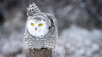 Snowy owl on a trunk