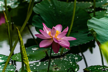 lotus blooming in summer - the scenery of Nanhu Park in Changchun, China in summer