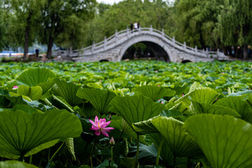 lotus blooming in summer - the scenery of Nanhu Park in Changchun, China in summer