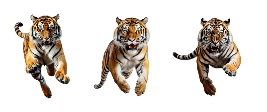 Clip art set of images of Bengal tigers in context, standing, sleeping, jumping, transparent background.
