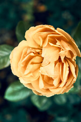Yellow Summer Rose